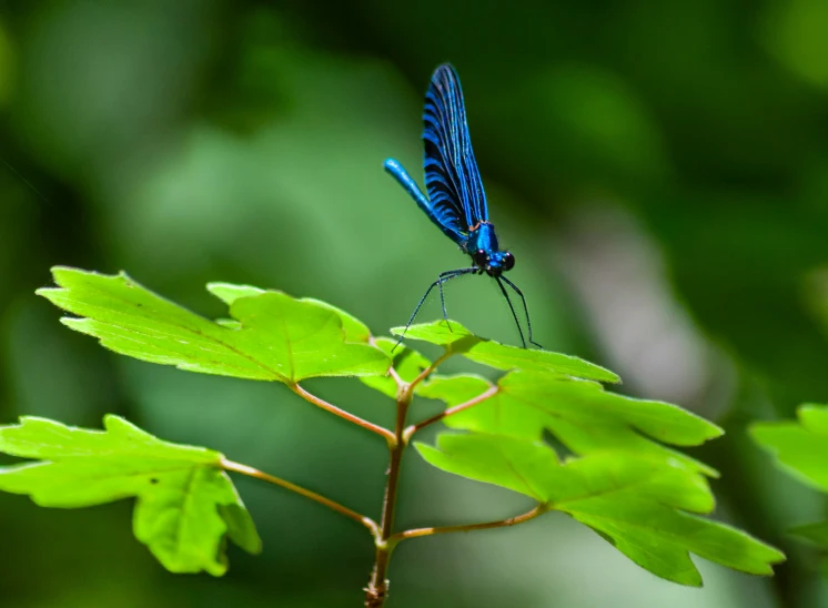 a blue dragon sitting on top of a leaf