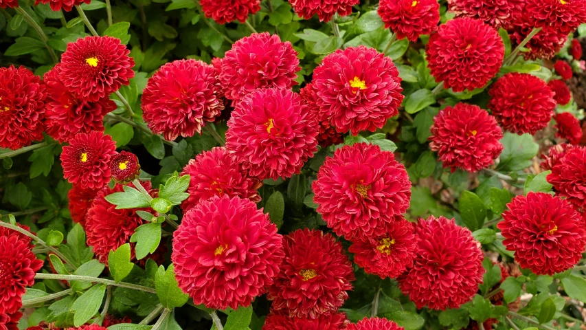 a bush full of red flowers surrounded by green leaves