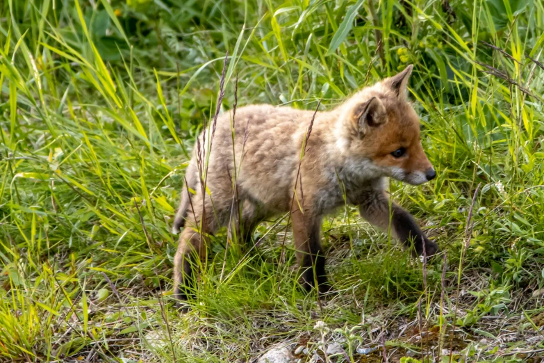 a baby red fox walks through some tall grass