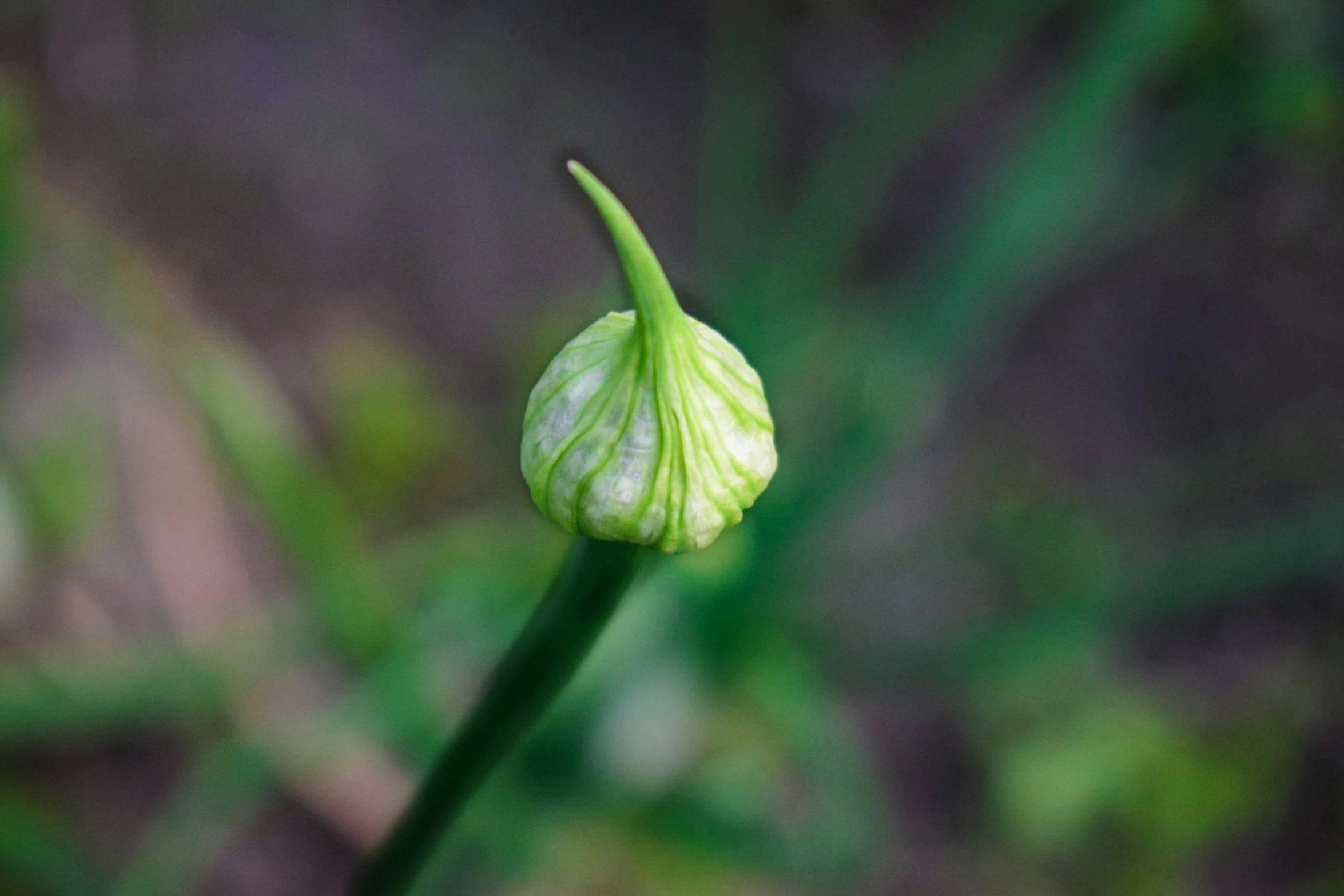 a close - up s of the bud on a flower