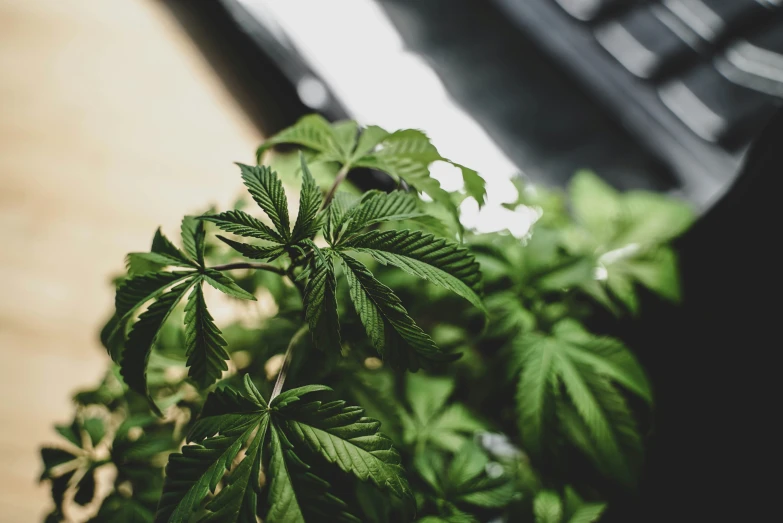 a picture of some green plants on a table