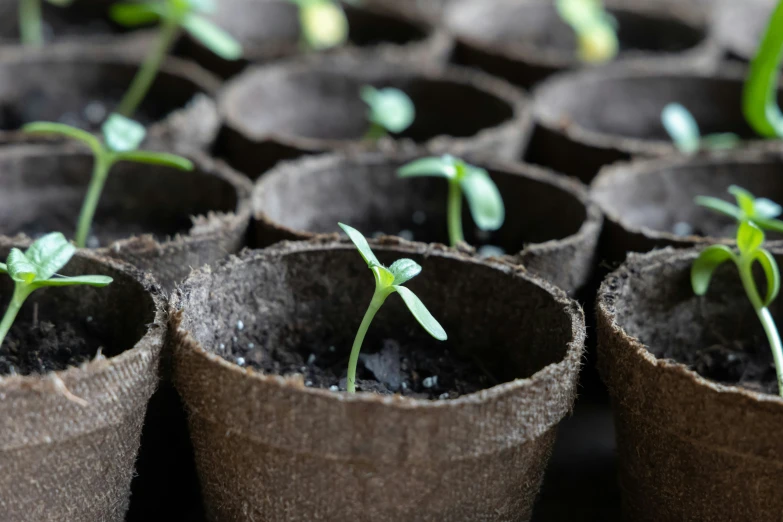 seeding seeds in a plastic seed bags are a common option for beginners