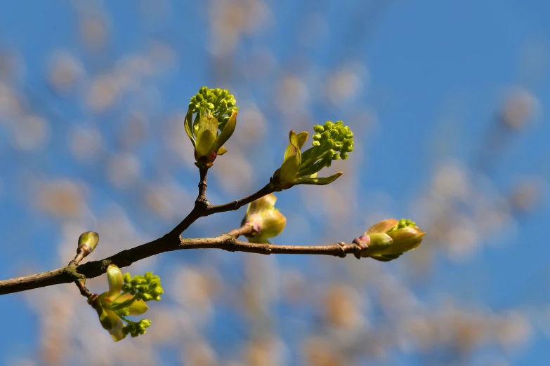 budding buds of a young tree in the early spring
