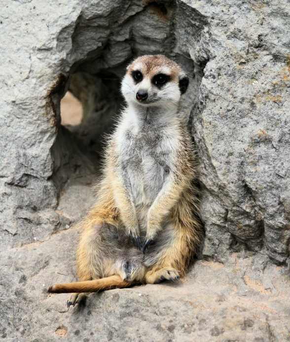 small stuffed animal sitting in the middle of a rocky cave