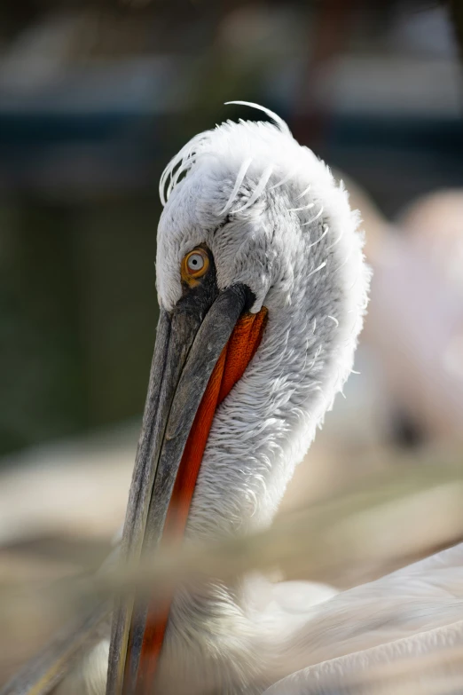 a close - up po of a pelican's head