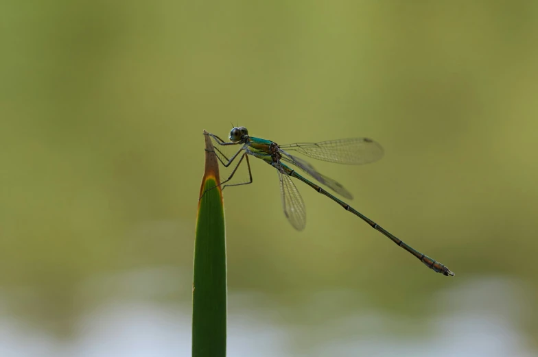 a dragonfly is sitting on a blade of grass