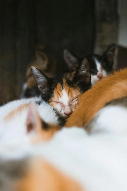 several different colors of cats lay on a bed