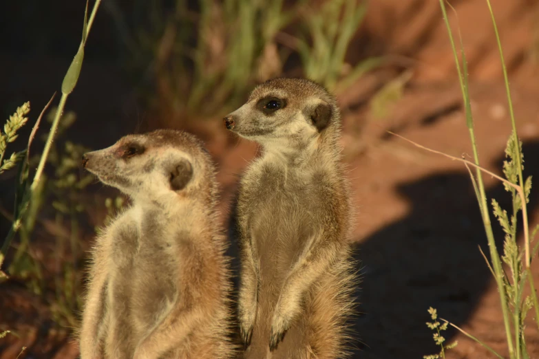 two meerkats sitting together on the ground