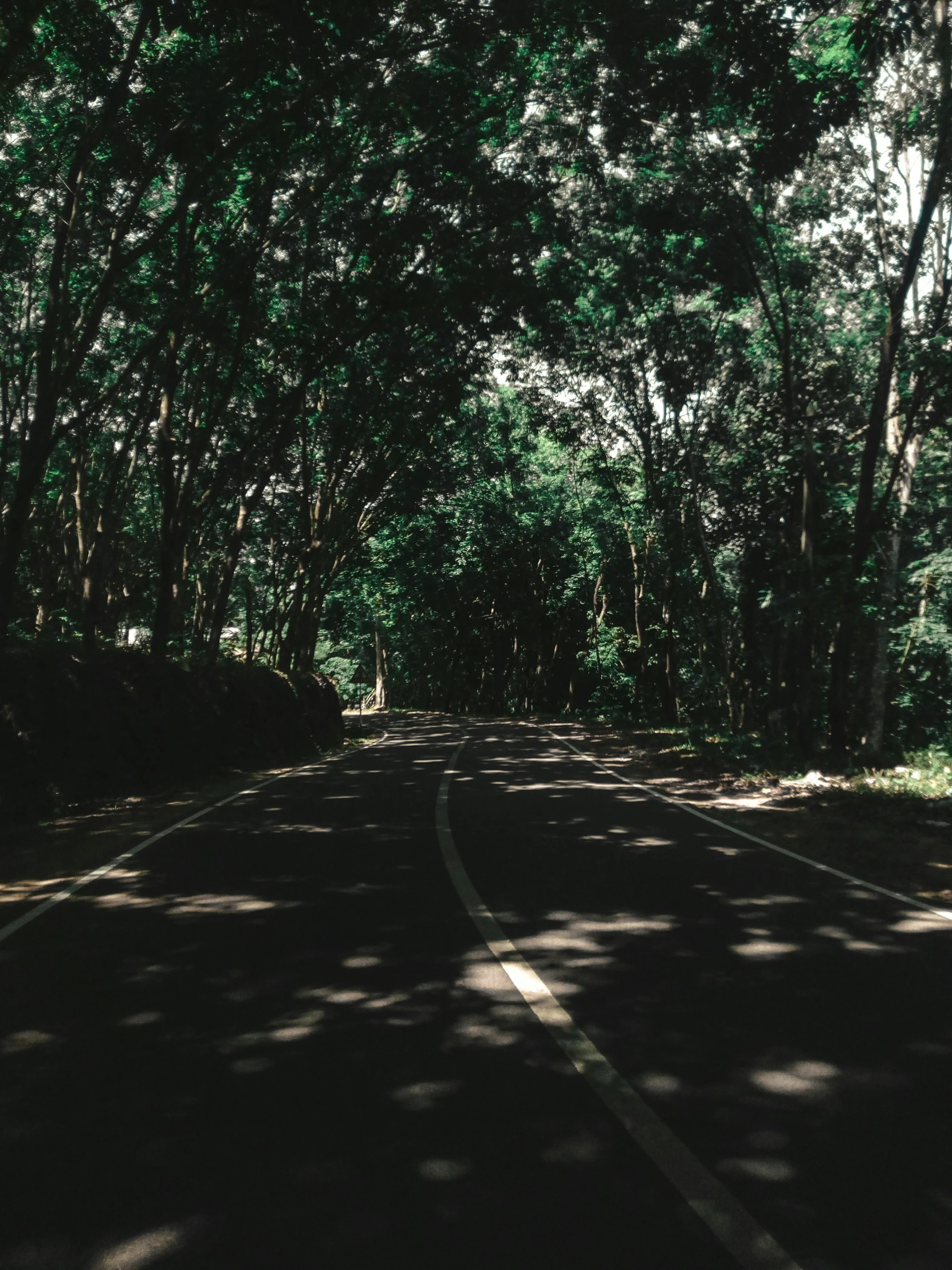 the sun is shining on a forest lined street