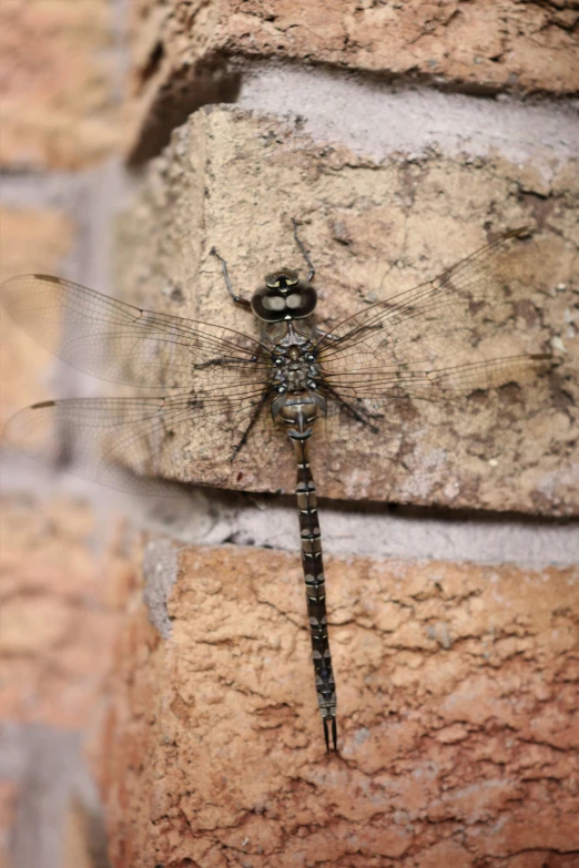 a dragon fly sitting on the edge of a stone ledge