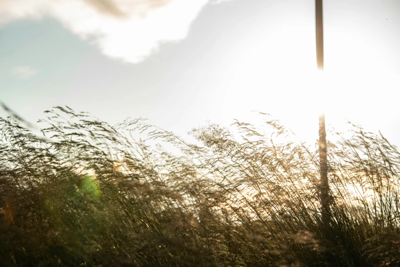 tall grass and a traffic pole under the sun