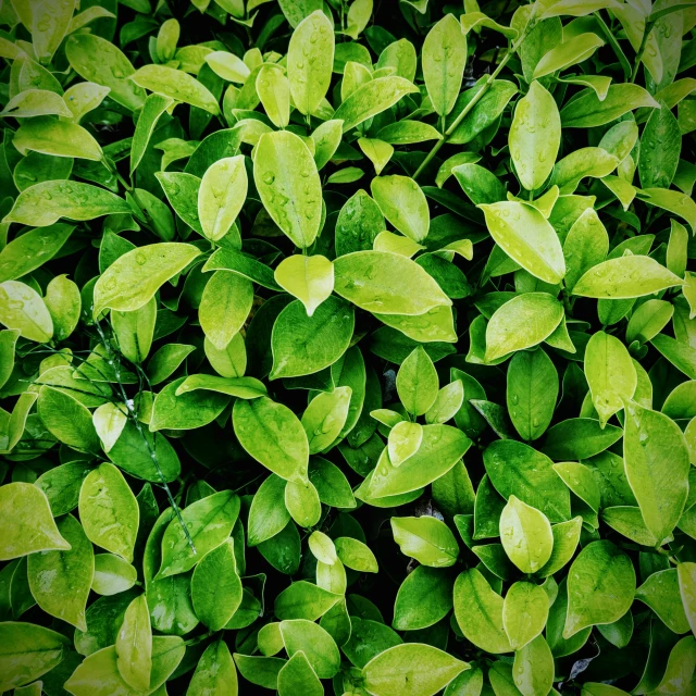 green foliage with lots of little leaves all around it