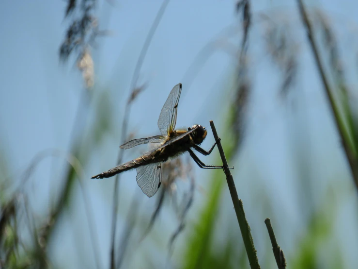 there is a dragonfly that is perched on the nch