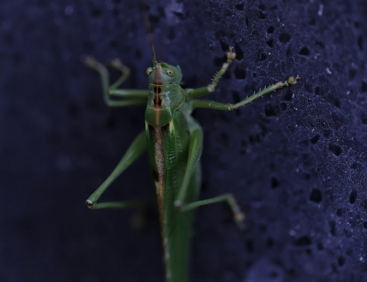 an insect is standing with its head on a stick