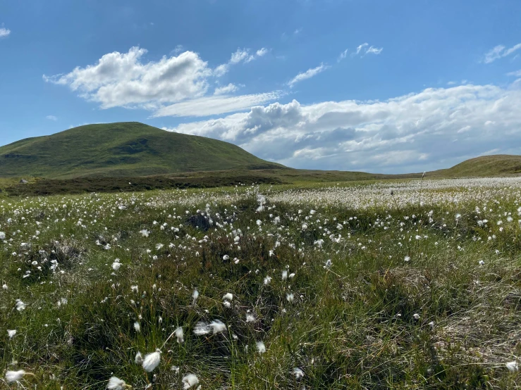 there is a field of many daisies and the mountain