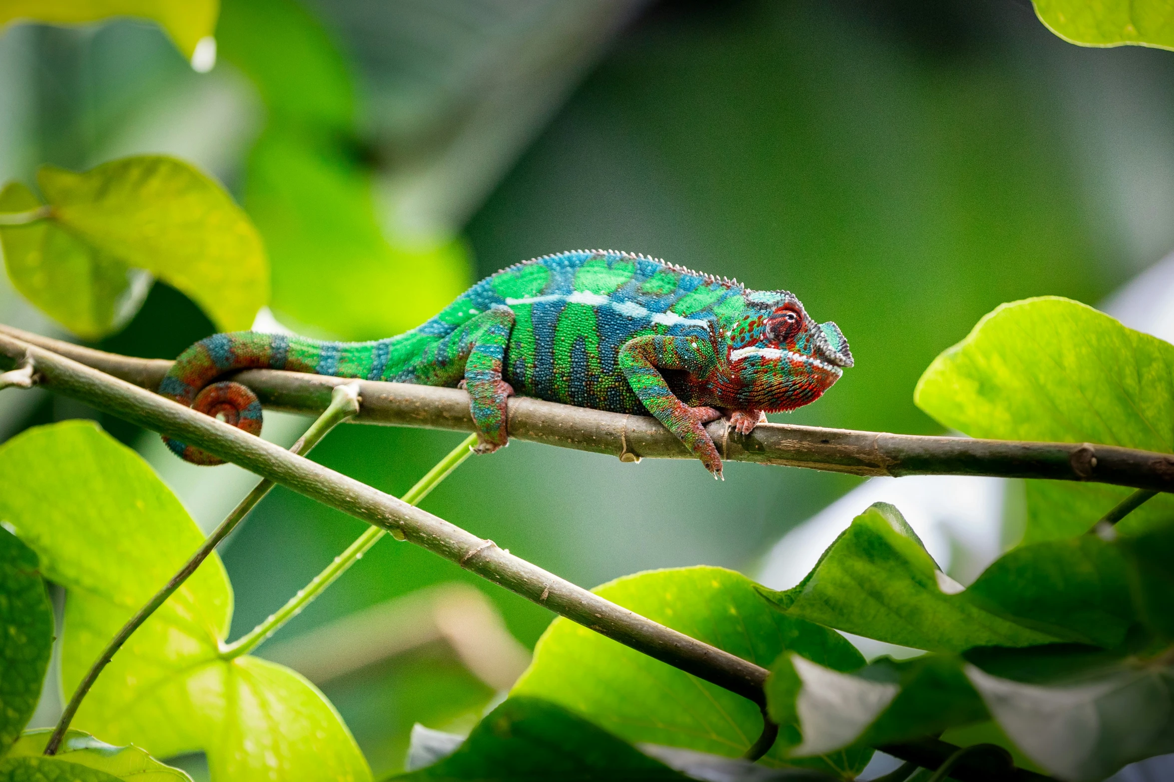 a colorful and ornate cater crawling on a nch