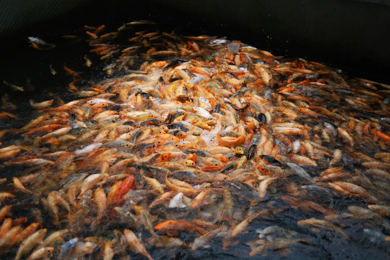 goldfish in a pond surrounded by small fish