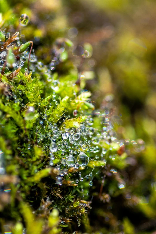 some raindrops and moss are growing close together