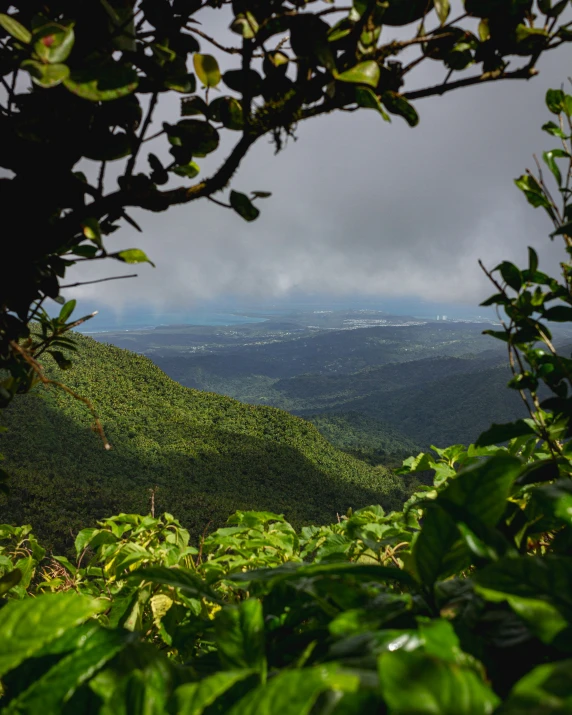 the view from the forest looking down on the lush green hills