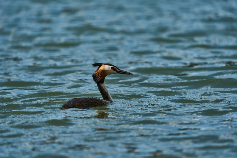 a close up of a small bird in water with many waves