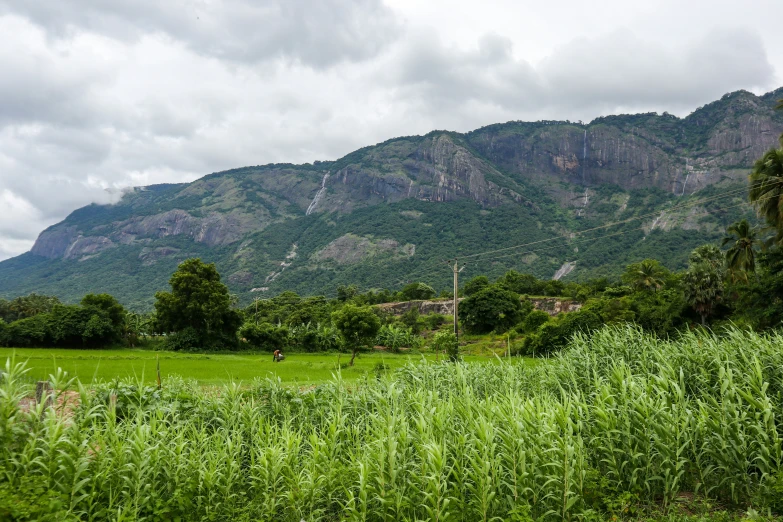 a field in front of a mountain covered with lush vegetation