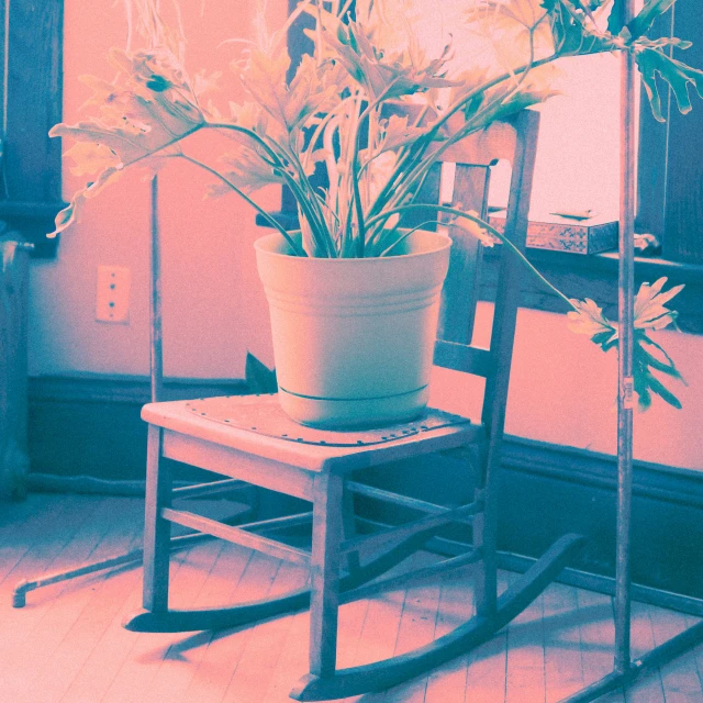 a plant in a pot is sitting on a chair