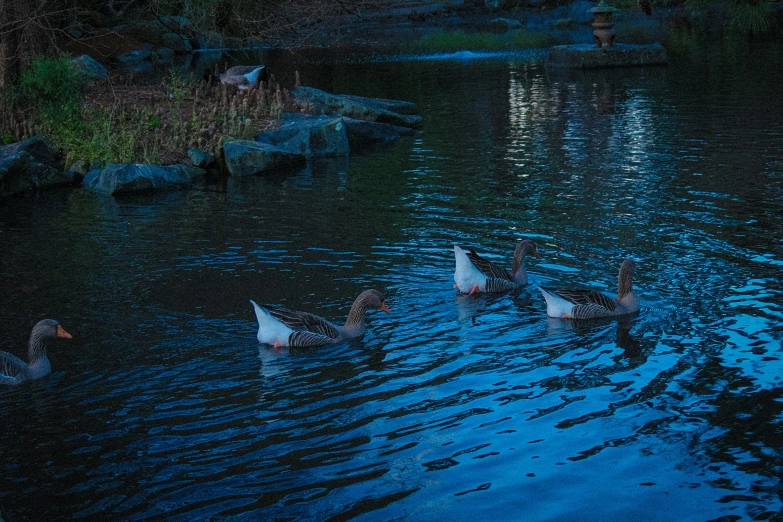 four ducks swimming in a lake at night