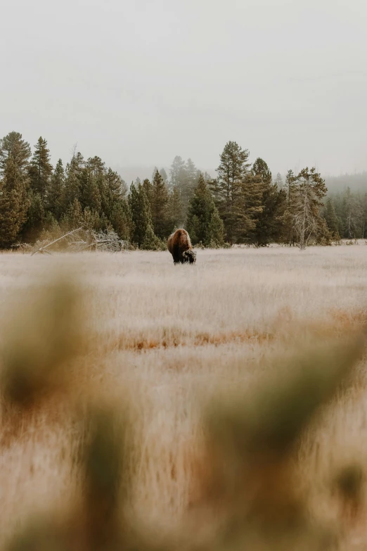 an animal standing in a field of grass