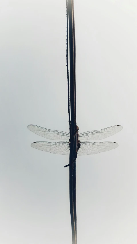 three dragonflies are perched on a pole