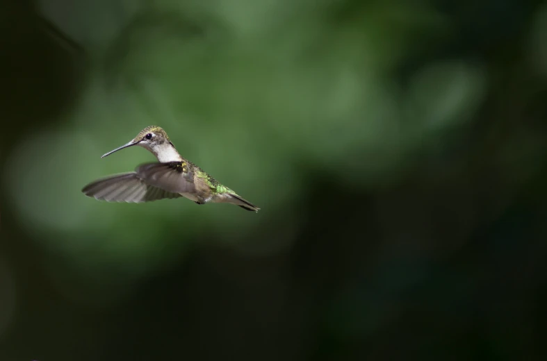 small bird flying above a flower with blurry background