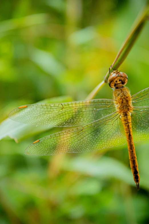 the dragonfly is eating on the blade of a flower