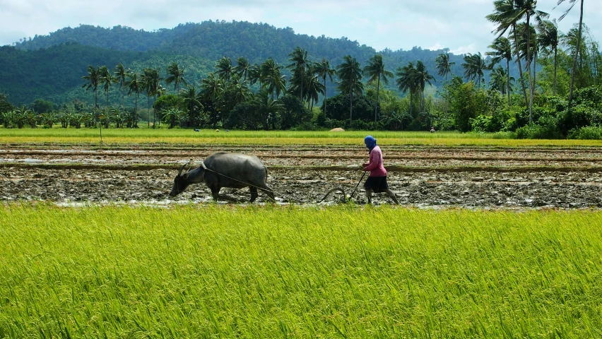 a man is plowing the land with two animals