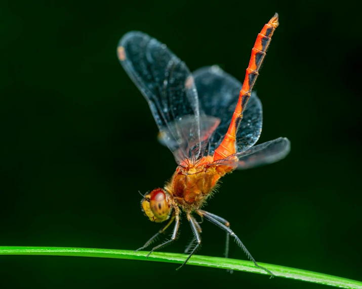 a small orange insect sits on top of a green plant