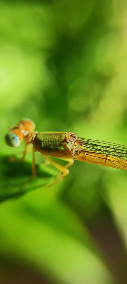 a close up image of two insect on some green leaves