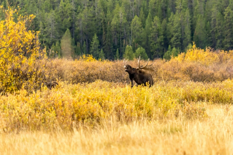 moose in grassy field surrounded by trees and bushes