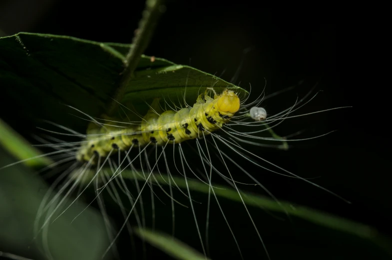 a very pretty yellow caterpillar on a leaf