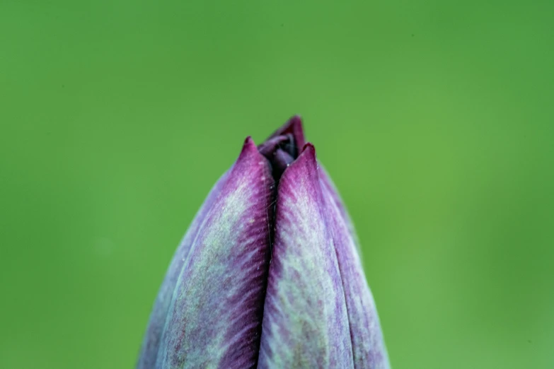 a single flower bud on a green background