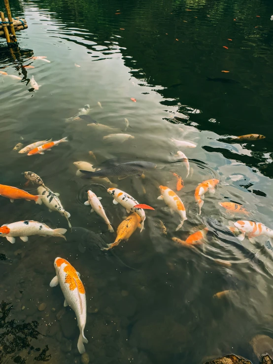 several orange and white koi fish in water with rocks