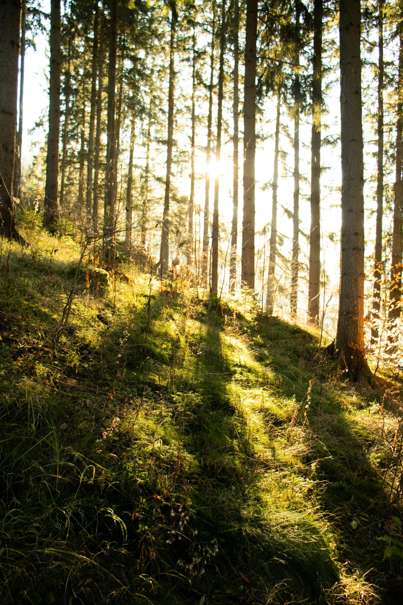 light comes in through the woods onto the grass