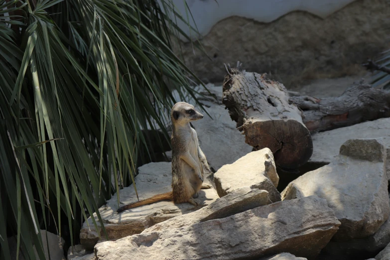 the small animal sits on top of some rocks