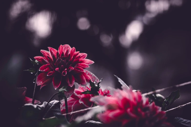 red flowers are growing in the garden in a blurry image