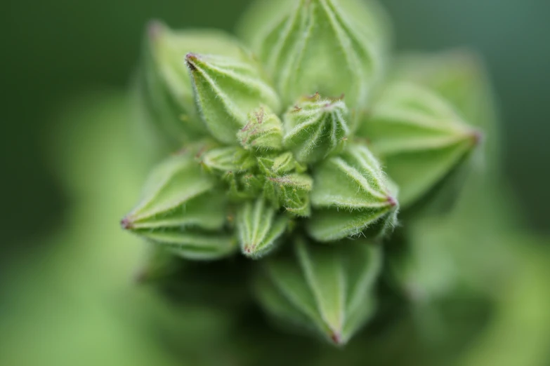 a close up picture of some plants in the day