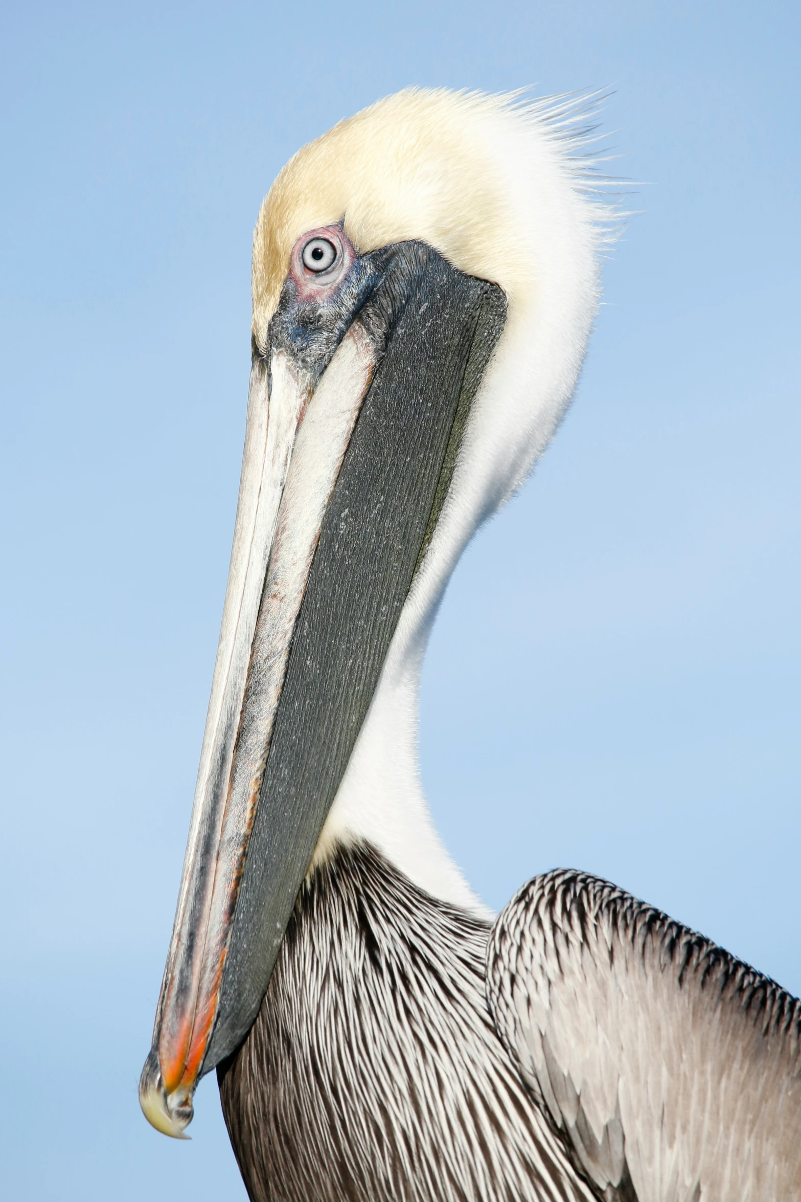 there is a bird with a very long neck and a brown beak