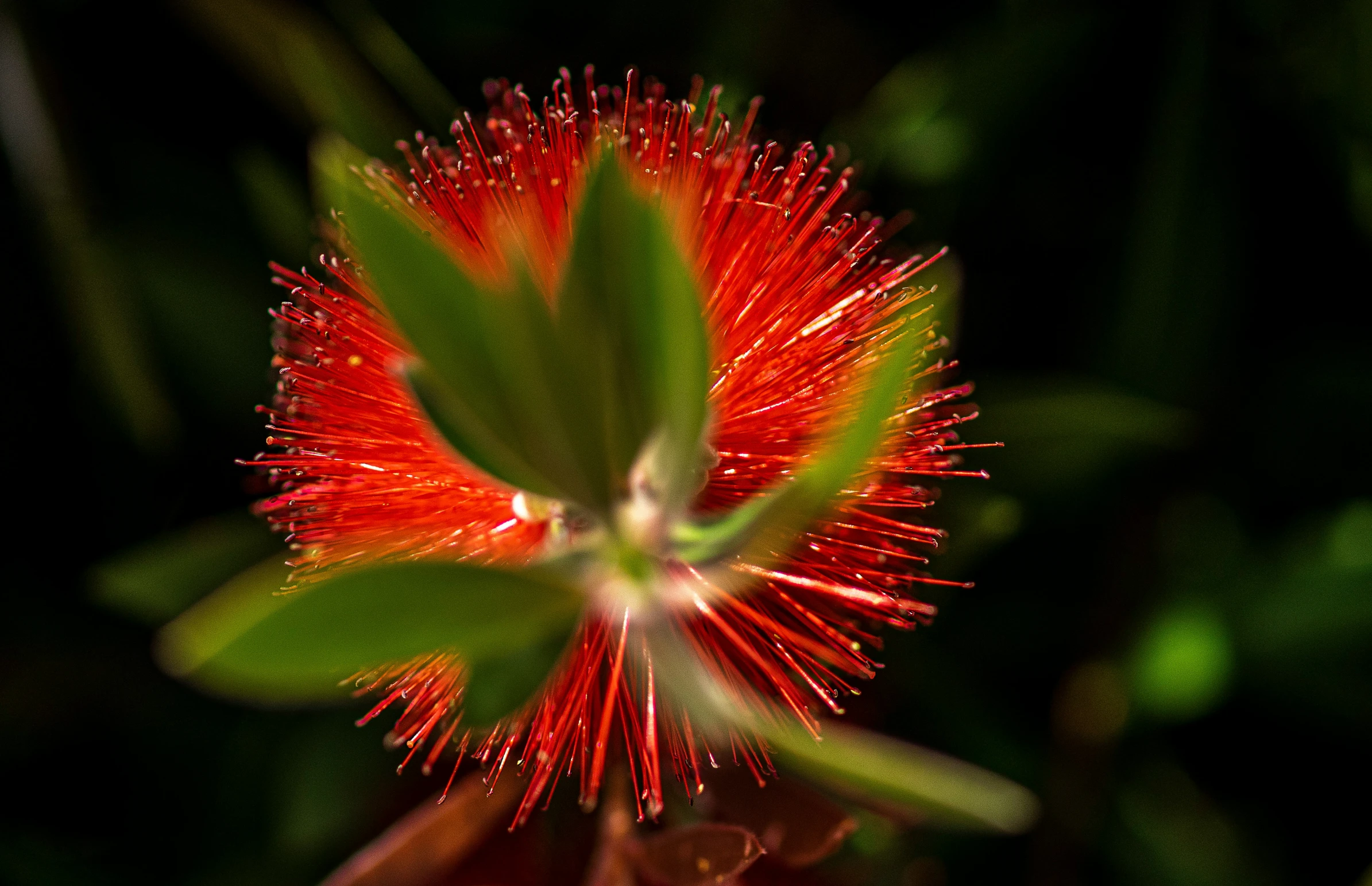 the flower is red and green in color