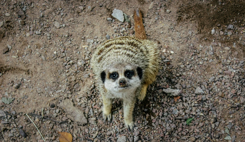 a small animal standing on top of a rocky area