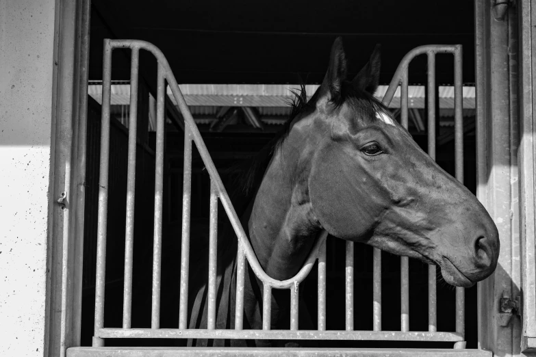 the horse is peeking out the doorway at us