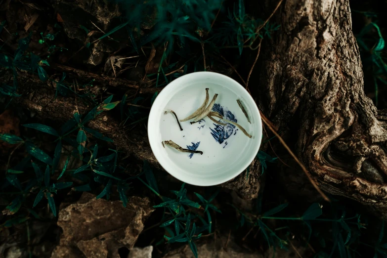 a white plate sitting in the grass next to a tree