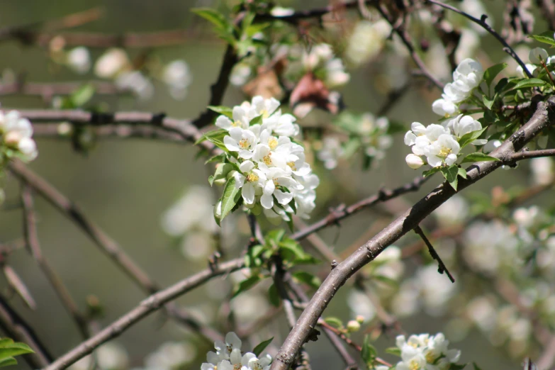 an image of flowering trees that are close to the ground