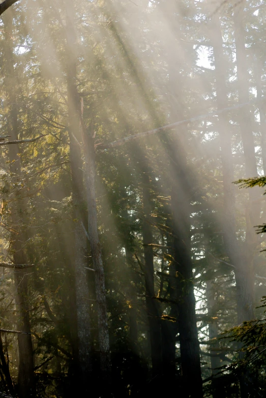 fog over trees and a bench under some sunlight