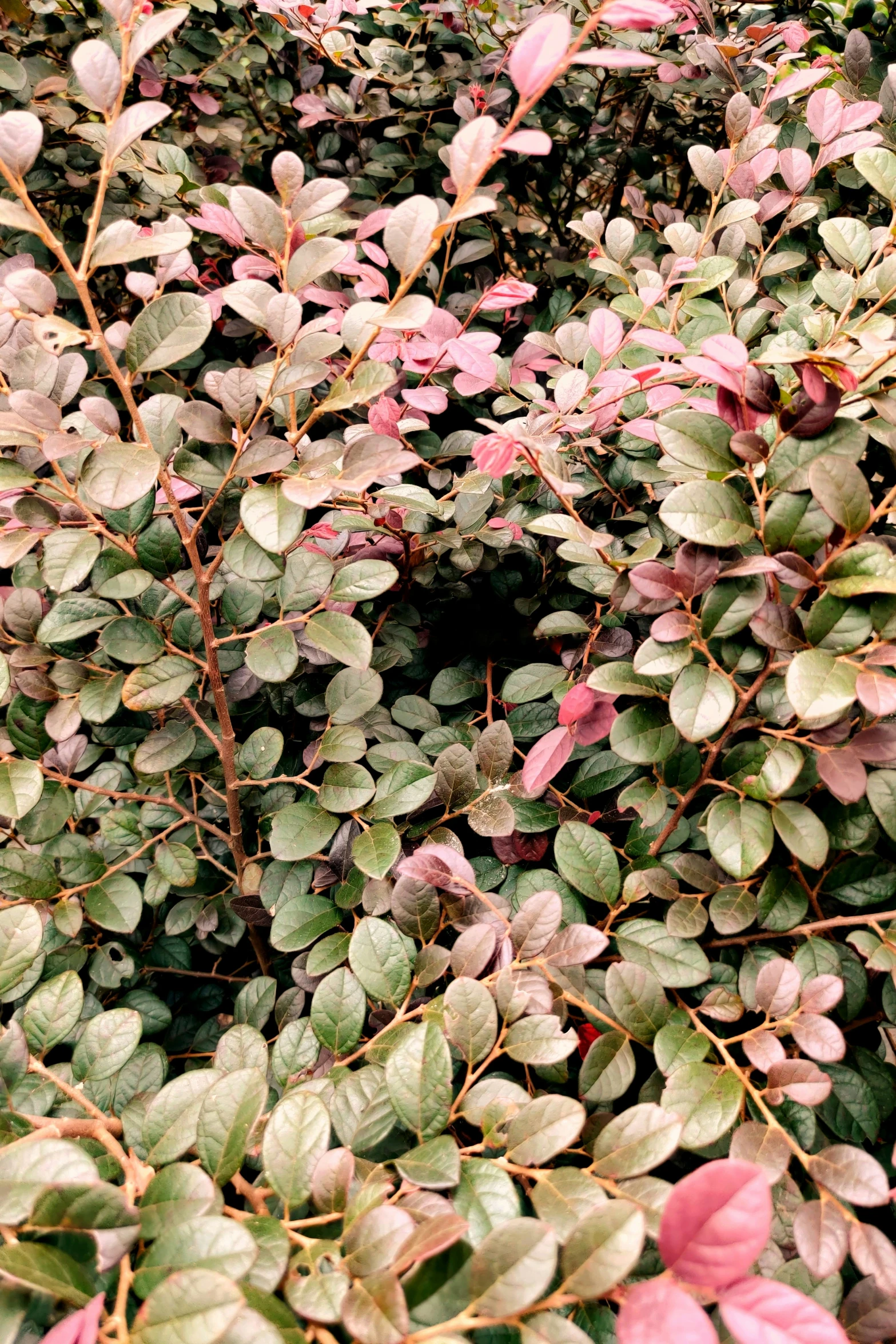 a bush with pink, green and brown leaves